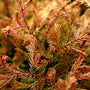 Fire Chief Arborvitae radiates warmth and color in a yard