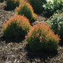 Fire Chief Arborvitae Shrubs showing off their color