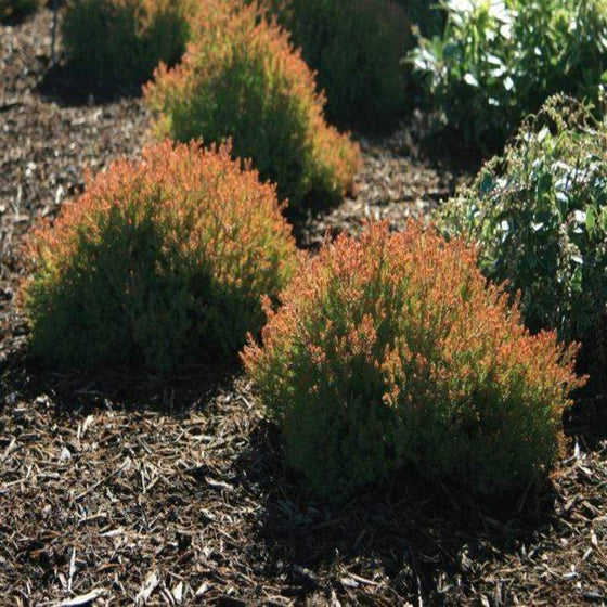 Fire Chief Arborvitae Shrubs showing off their color