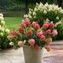 A potted hydrangea plant with dense pink and white flower clusters sits on a stone patio in a landscaped garden with green grass, trees, and other flowering shrubs in the background.