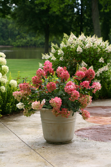 A potted hydrangea plant with dense pink and white flower clusters sits on a stone patio in a landscaped garden with green grass, trees, and other flowering shrubs in the background.