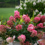 Pink and white hydrangea blooms in a potted plant, set in a garden with green grass and other flowering shrubs in the background.