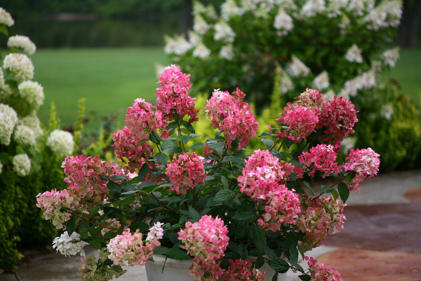 Pink and white hydrangea blooms in a potted plant, set in a garden with green grass and other flowering shrubs in the background.