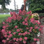 Compact Fire Light Tidbit Hydrangea showing fall foliage color and aged pink-red blooms
