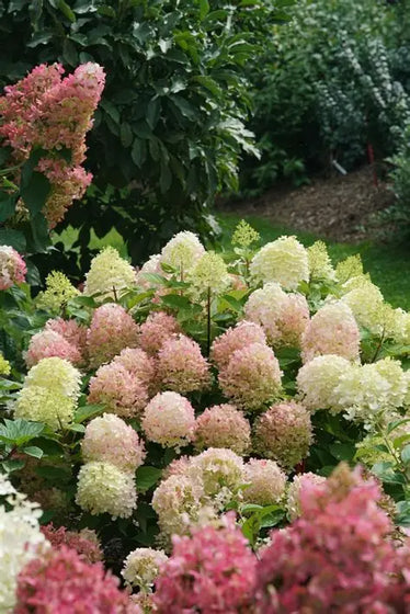 Fire Light Tidbit® Panicle Hydrangea blooming with white flowers aging to pink-red in summer