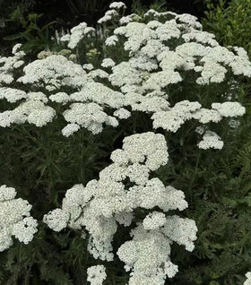 Firefly Diamond Yarrow