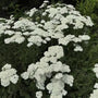 Firefly Diamond Yarrow with white flower clusters blooming in a sunny perennial garden