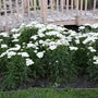Achillea Firefly Diamond with white blooms and fernlike foliage in full sun