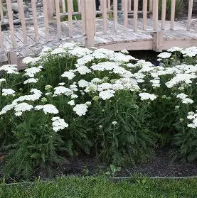 Achillea Firefly Diamond with white blooms and fernlike foliage in full sun