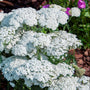 Firefly Diamond Yarrow planted with salvia and coneflowers in a pollinator garden
