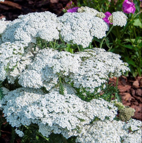 Firefly Diamond Yarrow planted with salvia and coneflowers in a pollinator garden