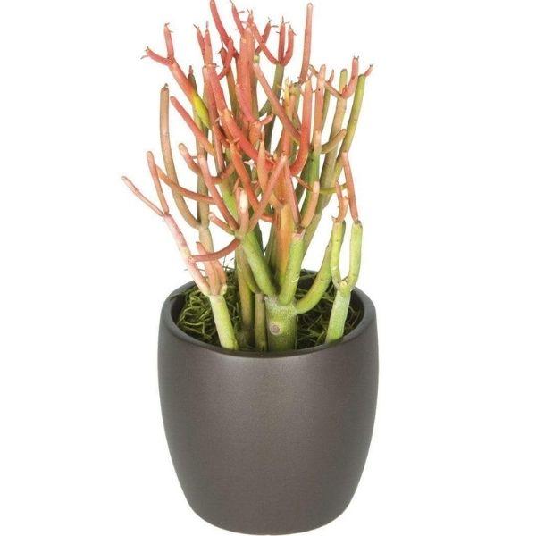 Buy Firesticks Pencil Cactus Plants Online