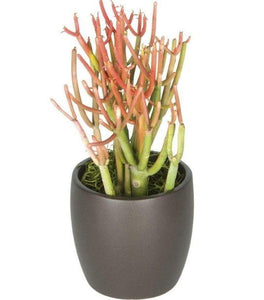 Firesticks Pencil Cactus