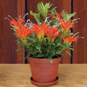 Bright Orange Flowers of Fireworks Lipstick Plants