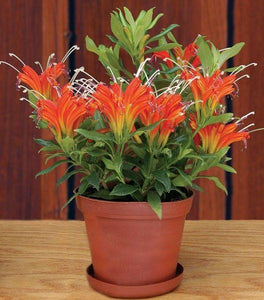 Fireworks Lipstick Plants