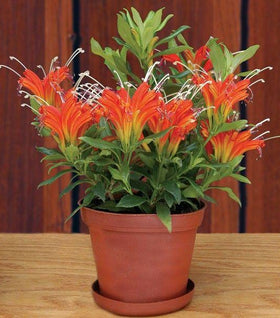 Fireworks Lipstick Plants