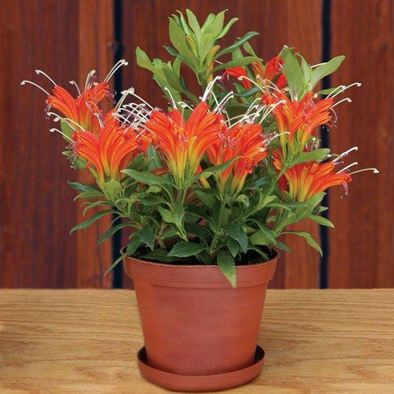 Bright Orange Flowers of Fireworks Lipstick Plants