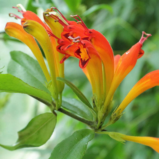 Up close view of the bright orange flowers of the Fireworks Lipstick Plant