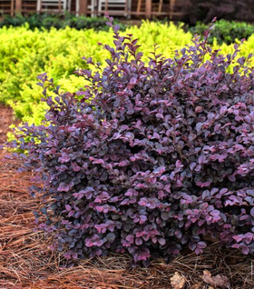 First Edition® Crimson Fire™ Loropetalum