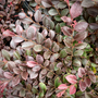 close up of the Crimson Fire Loropetalum evergreen shrub sold online