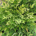 Cool Glow Nandina Lime shrubs are a bright glowing green in fall and winter gardens
