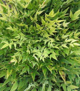 First Editions® Cool Glow® Lime Nandina