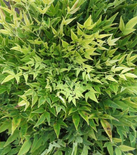 First Editions® Cool Glow® Lime Nandina