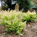 Nandina Cool Glow Lime has a naturally small compact growth habit