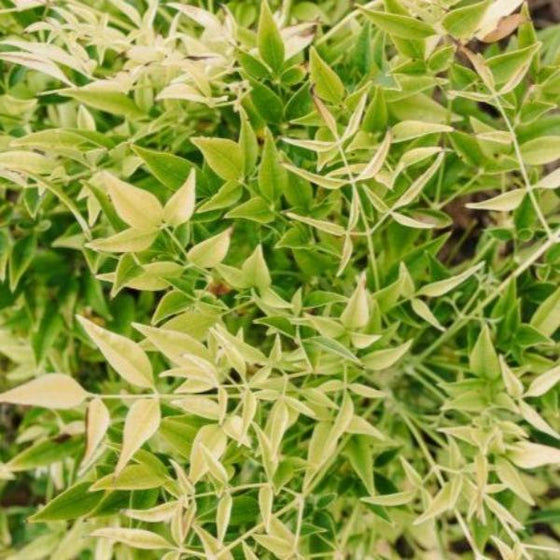 Nandina Cool Glow Lime shifts from a deeper green to a bright lime green in fall and winter
