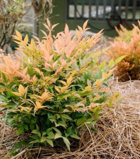 First Editions® Cool Glow® Peach Nandina