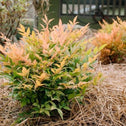 Cool Glow Peach Nandina Shrubs work well in mass planting designs