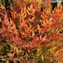 Nandina Cool Glow Peach Shrubs glow in the fall with orange color