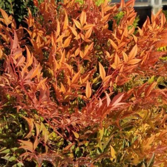 Nandina Cool Glow Peach Shrubs glow in the fall with orange color
