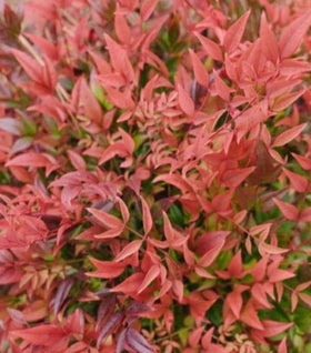 First Editions® Cool Glow® Pomegranate Nandina