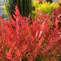 Cool Glow Nandina Pomegranate shrubs are a bright glowing red in fall gardens