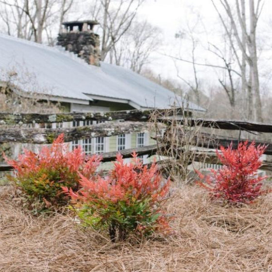 Cool Glow Pomegranate Nandinas glow red in winter landscapes