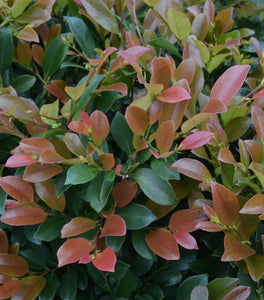 First Editions® Coppertone™ Distylium