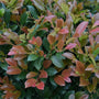 Witchhazel Witch Hazel Coppertone evergreen foliage