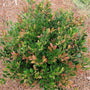 Distylium Coppertone Shrubs with tricolor foliage