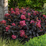 Mature First Editions Eclipse Hydrangea with a compact rounded habit and dramatic dark purple foliage