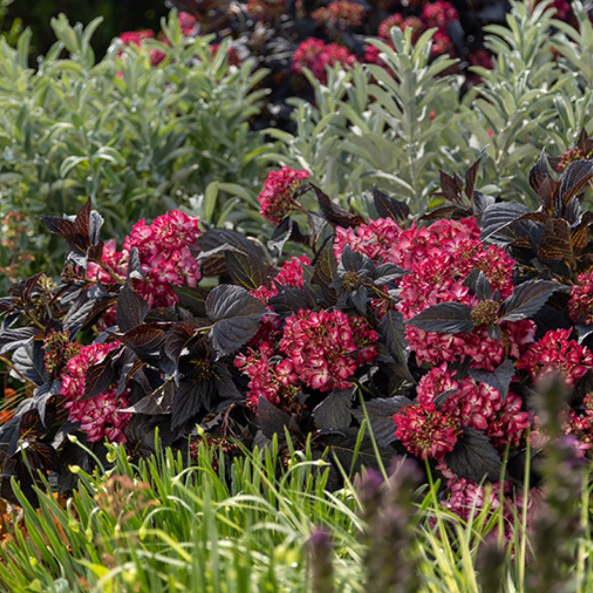 First Editions Eclipse Hydrangea for Sale | Dark Leaf Mophead