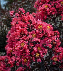 First Editions®  Ruffled Red Crape Myrtle