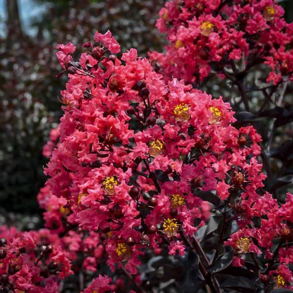 Buy Midnight Magic Crape Myrtle Online | Garden Goods Direct