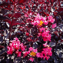 Dark red leathery foliage of the moonlight magic crepe myrtle shrub