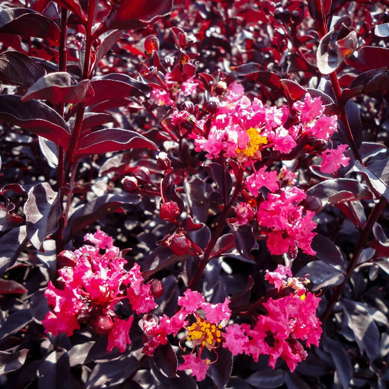 Dark red leathery foliage of the moonlight magic crepe myrtle shrub