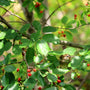 close up view of red berries and bird in standing ovation serviceberry tree
