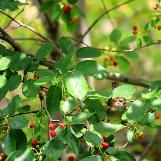 close up view of red berries and bird in standing ovation serviceberry tree