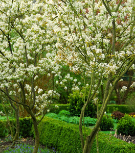 First Editions® Standing Ovation™ Serviceberry