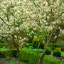 Standing Ovation Serviceberry Trees Amelanchier white blooming tree in vibrant spring landscape