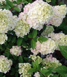 First Editions® Strawberry Sundae® Hydrangea